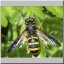 Temnostoma bombylans - Hummel-Moderholzschwebfliege w02.jpg